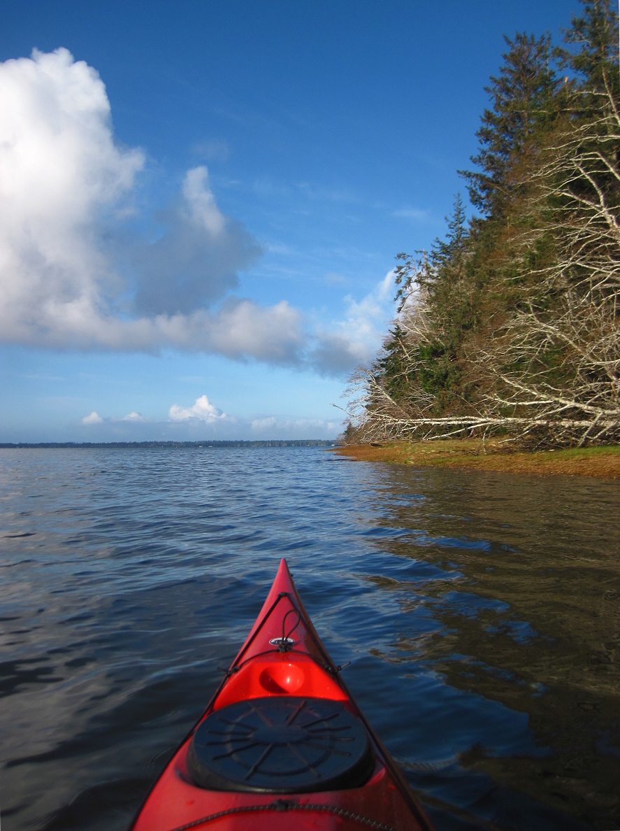 02 Kayaking shore of Long Island Willapa Bay.JPG
