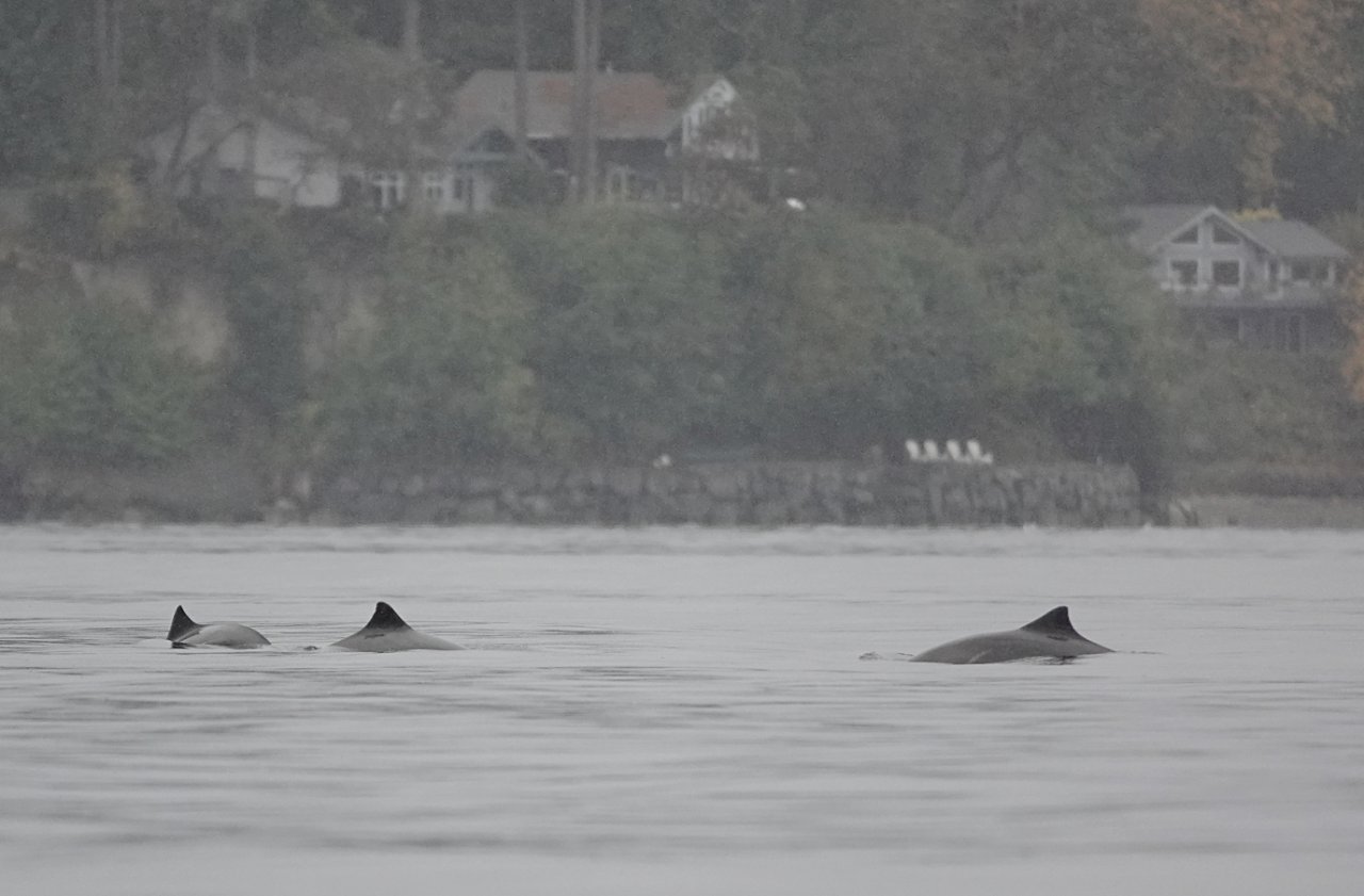 07 Harbor porpoises Carr Inlet.JPG