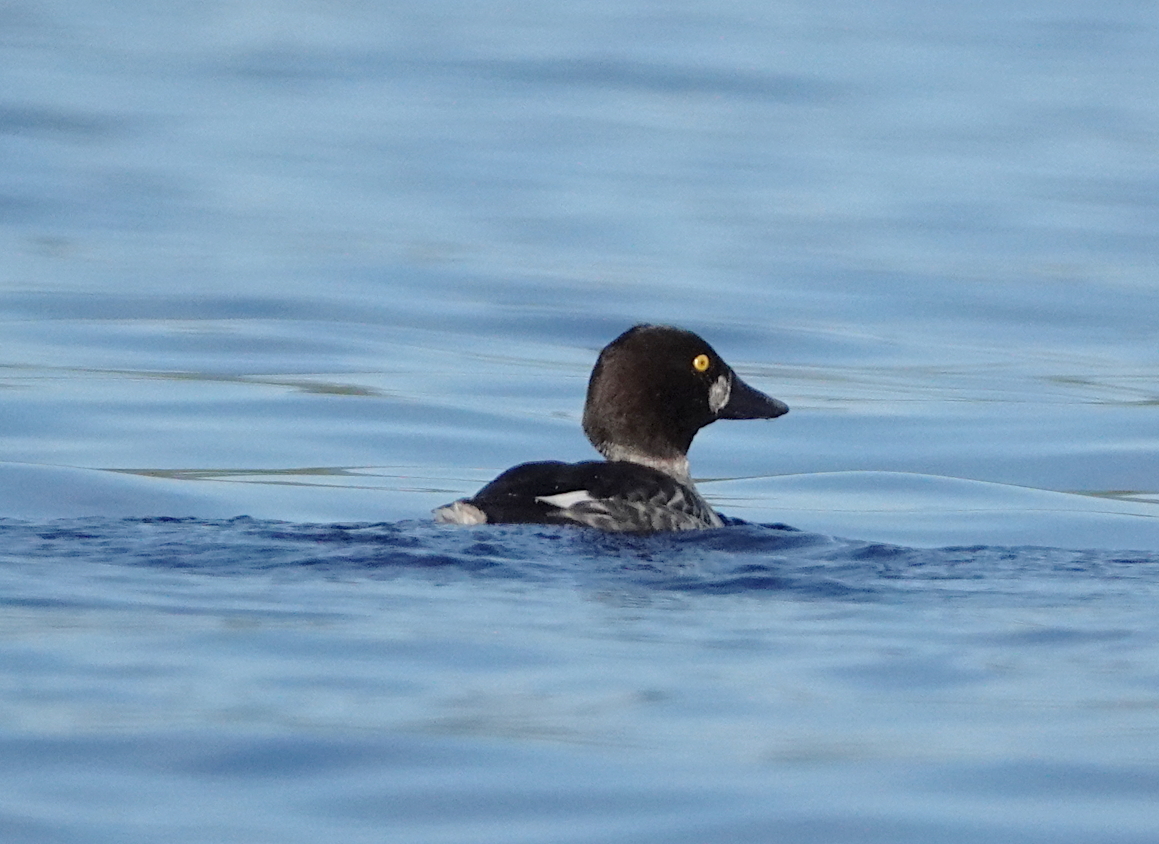 10 Common goldeneye Father Charles Channel.JPG