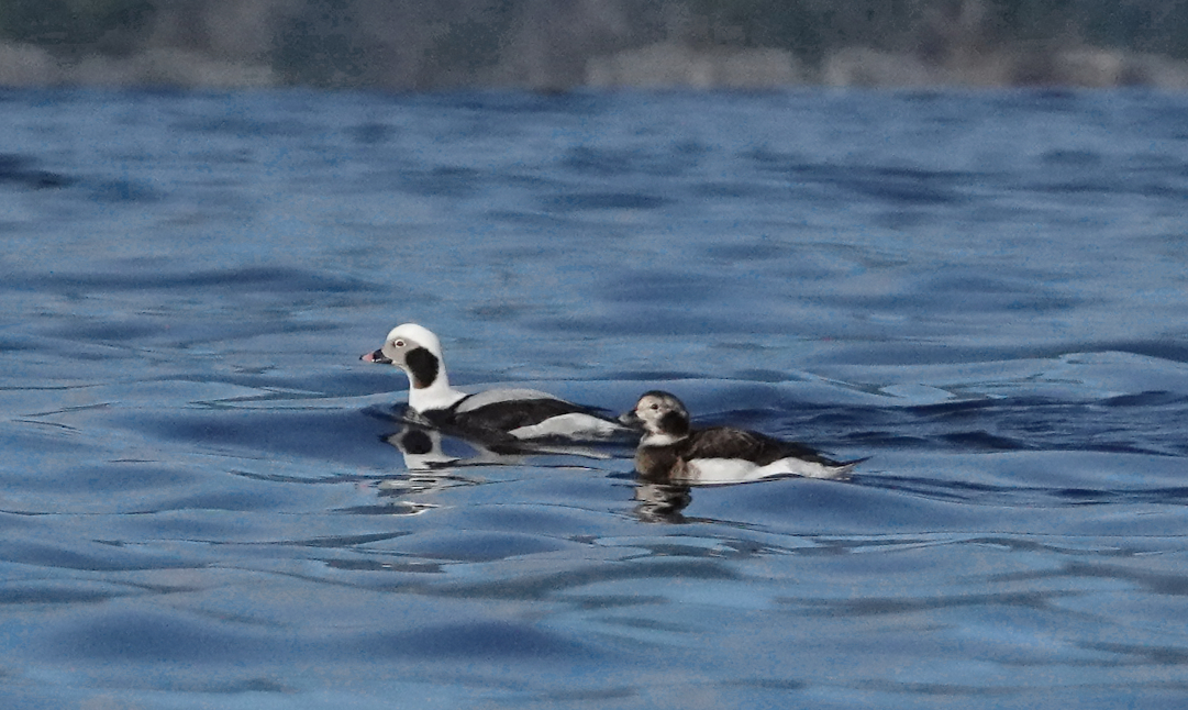 11 Long-tailed ducks Russell Channel.JPG