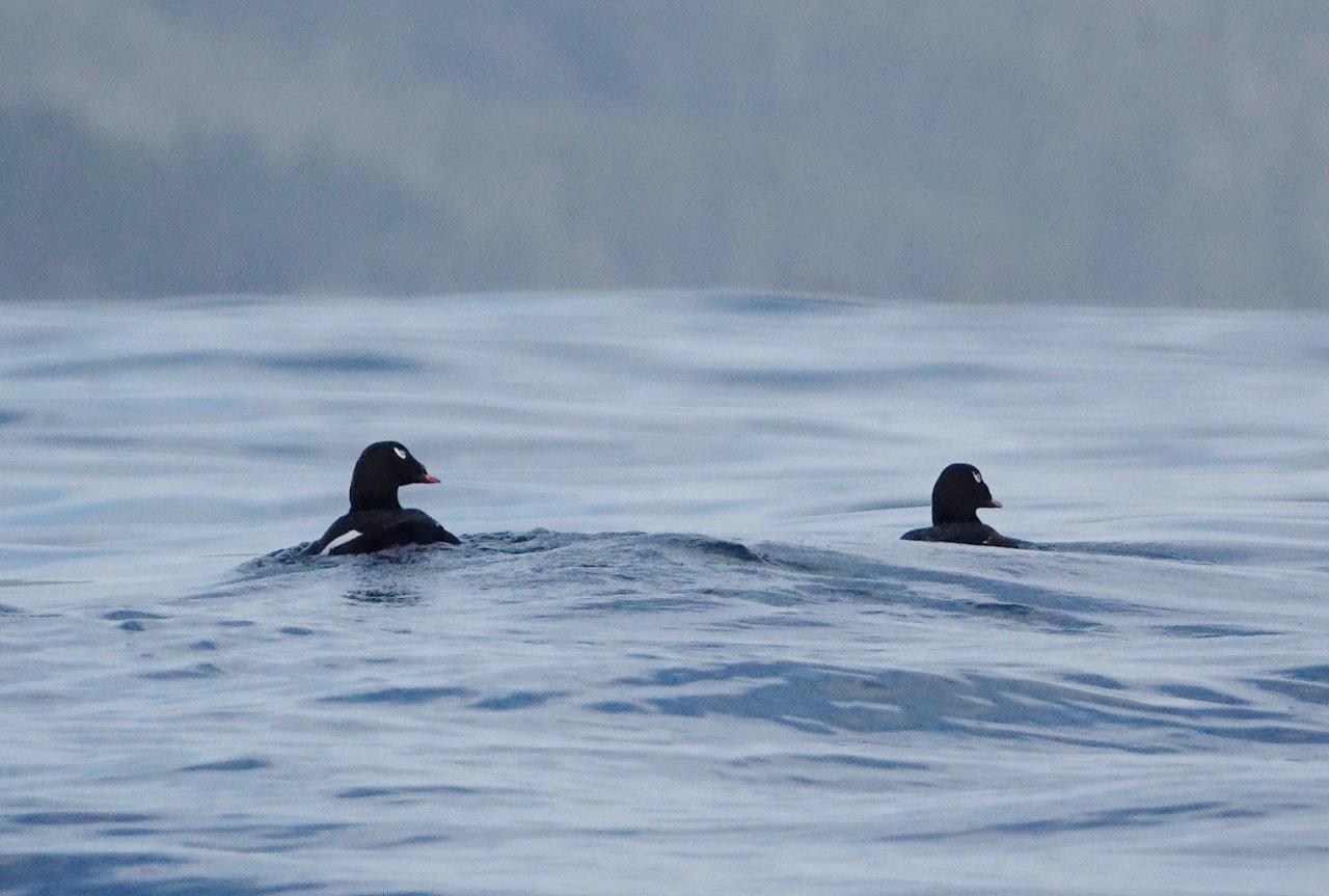 13 White-winged scoters off Flores Island.JPG