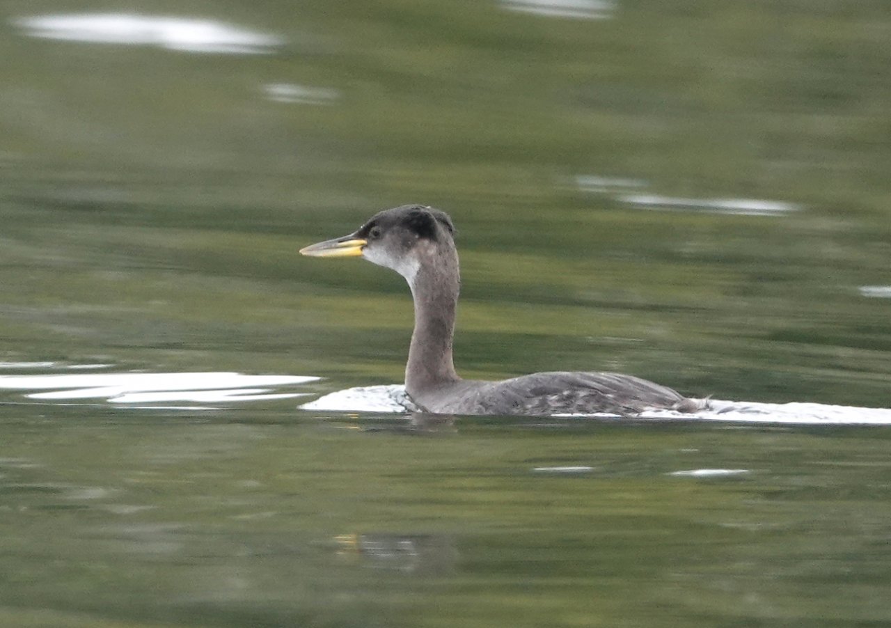 15 Red-necked grebe Father Charles Channel.JPG
