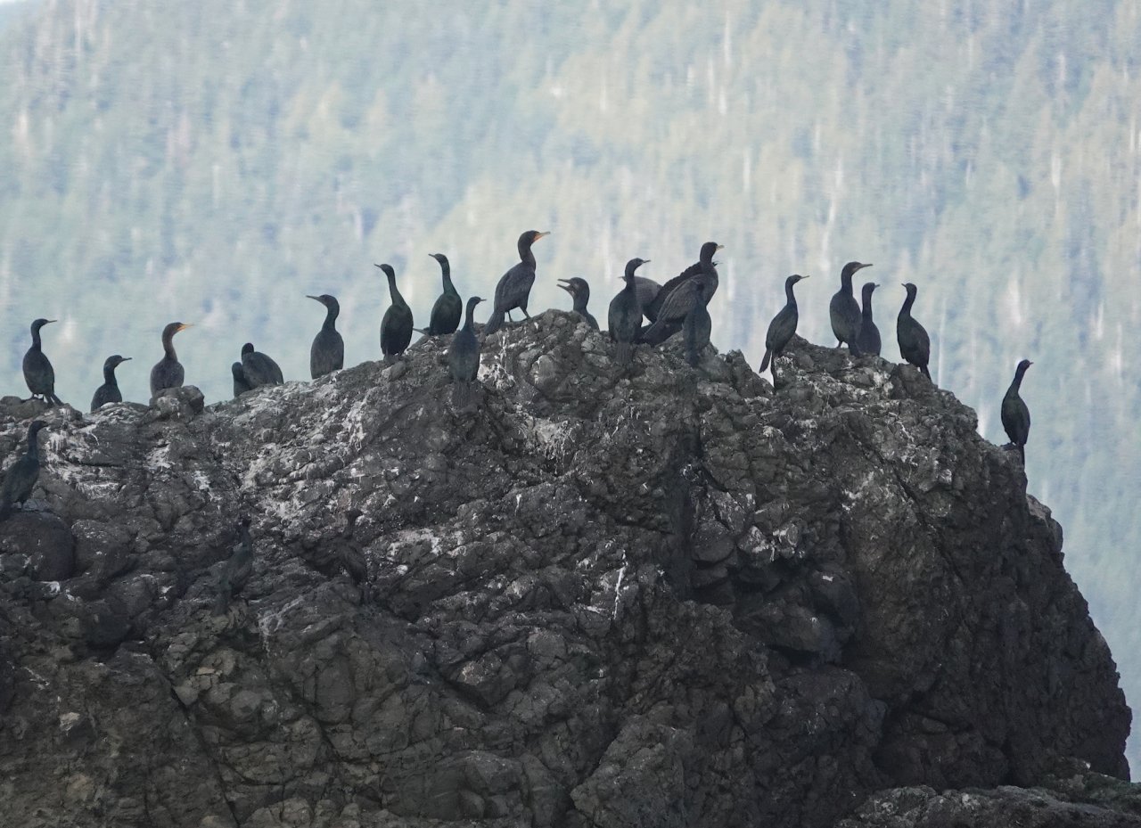 28 Cormorants on rock off Sharp Point.JPG