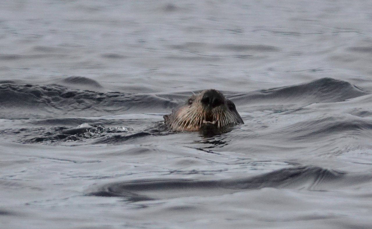 30 Sea otter Russell Channel.JPG